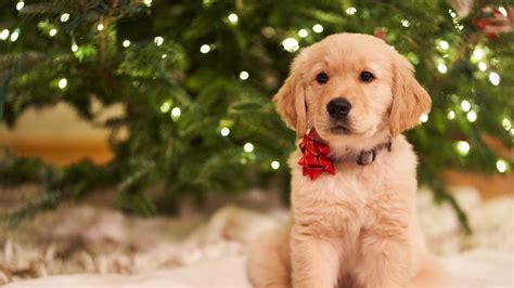 Christmas Golden Retriever Wallpapers - Wallpaper Cave