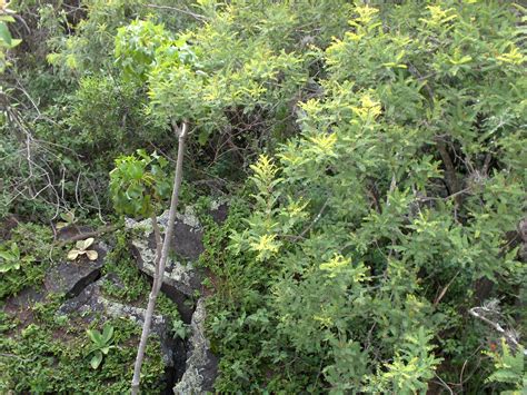 Palo Dulce Eysenhardtia Arboles Pales Dulces