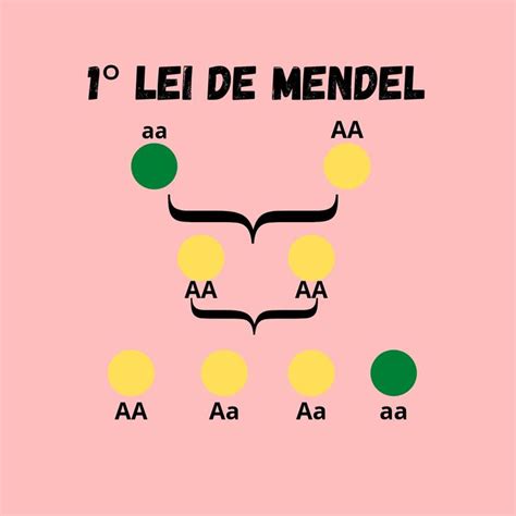 Lei De Mendel Ervilhas - Primeira lei de Mendel - Experimento das ervilhas