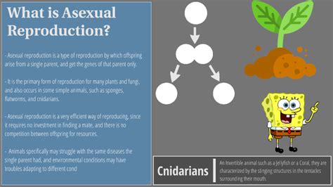 Asexual Reproduction Project By Ryan Nickerson