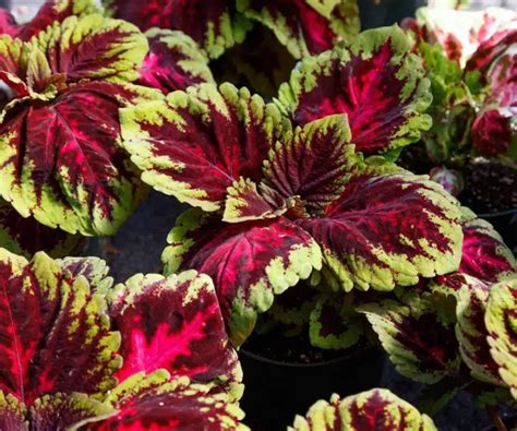 Coleus Plant Indoor Care Guide The Contented Plant