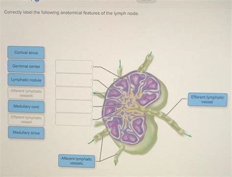 Solved Correctly Label The Following Anatomical Features Of