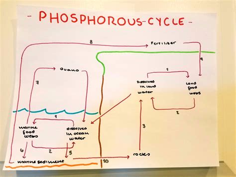 Phosphorus Cycle Guano