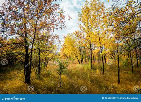 Autumn Yellow Trees In The Park Stock Image Image Of Design Nature