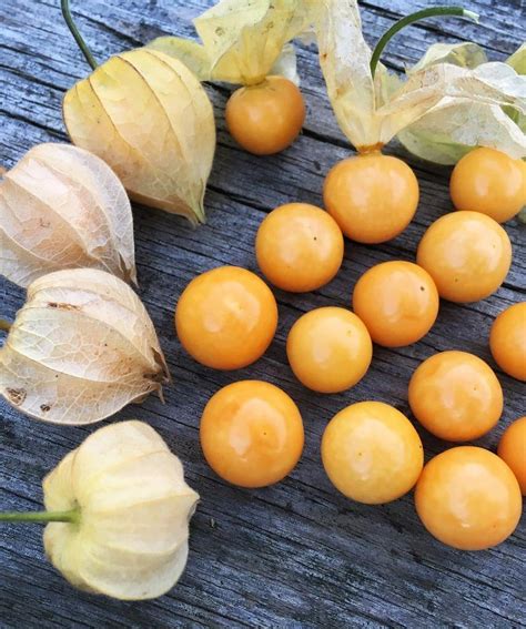 Физалис перуанский (70 фото) - фото - картинки и рисунки: скачать бесплатно