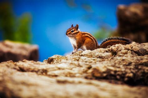 Chipmunk, HD Animals, 4k Wallpapers, Images, Backgrounds, Photos and ...