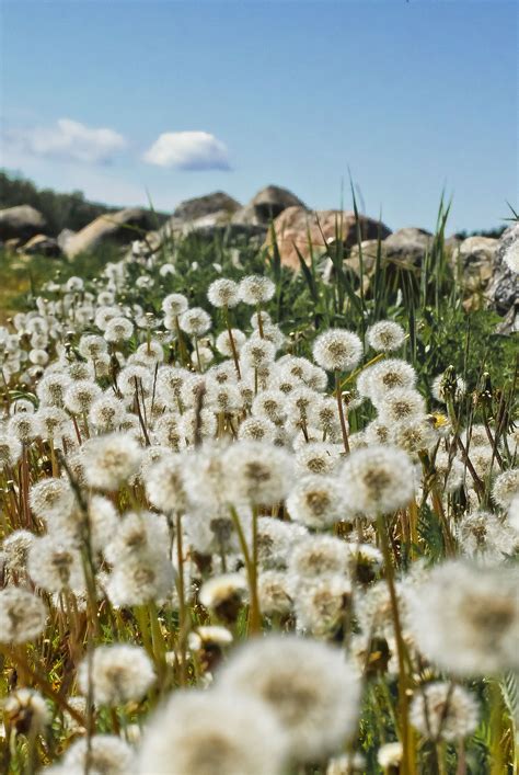 1000 weeds, or 1000 wishes