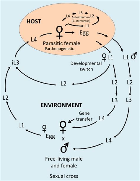 Schematic Of The Life Cycle Of Strongyloides Spp For The Genus Download Scientific Diagram