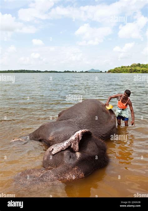 Elephant Bathing At Kandalama Lake Heritance Kandalama Sri Lanka Ran