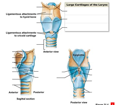 Overview Of The Larynx Diagram Quizlet