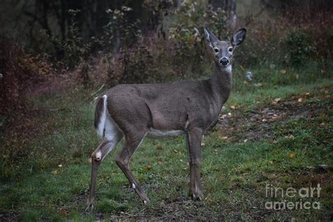 Whitetail Doe Photograph by Denver Halteman - Fine Art America