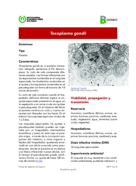 Pdf Fichas De Agentes Biológicos D D Toxoplasma Gondii Sinónimos Tipo