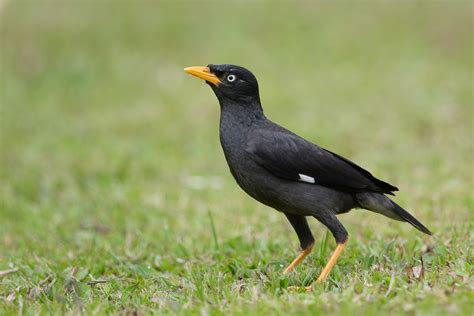 Javan Myna Birds Of Singapore