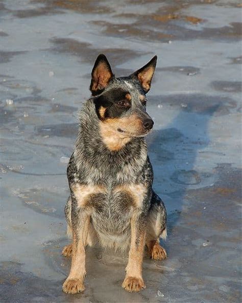 Australian Cattle Dog Golden Retriever Mix