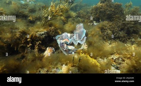 Australian Giant Cuttlefish Aggregation Sepia Apama Underwater In