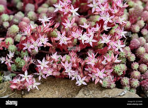 English Stonecrop Sedum Anglicum Stock Photo Alamy