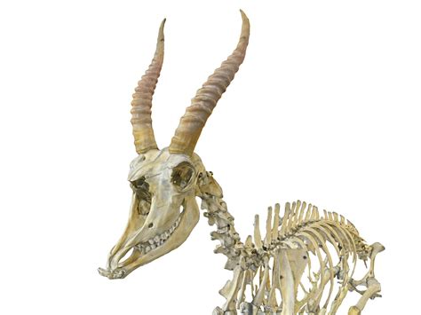 3D Goat Skeleton Hd TurboSquid 1571237