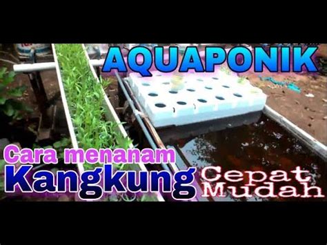 Menanam KANGKUNG Mudah Dan Cepat Di AQUAPONIK YouTube