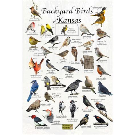 Backyard Birds Of Kansas Bird Identification Poster