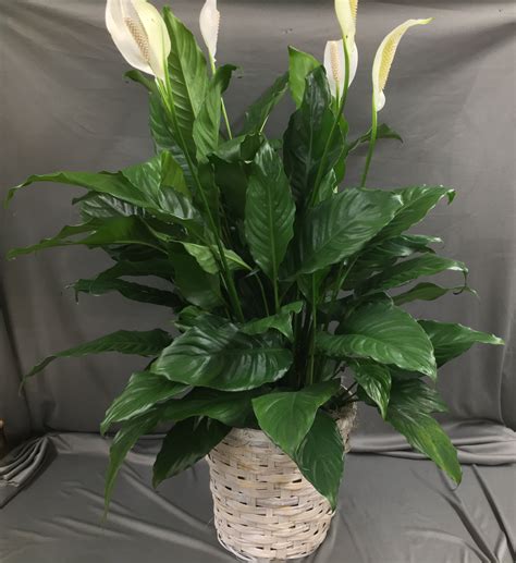 Spathiphyllum in Glenside, PA | Coupe Flowers Inc.