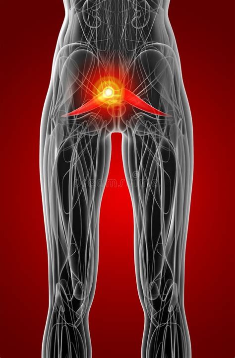 3d Illustration Of The Piriformis Muscles On Xray Musculature Stock