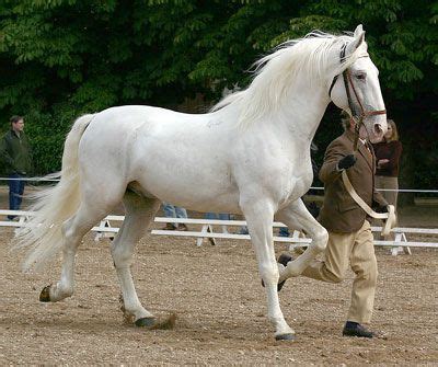 Kladruber Horse Breed Information, History, Videos, Pictures