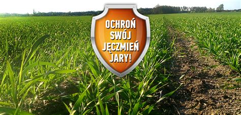 Ochrona Fungicydowa Zb Jarych Ju Od Siewu