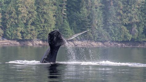 Five Fascinating Humpback Whale Feeding Strategies