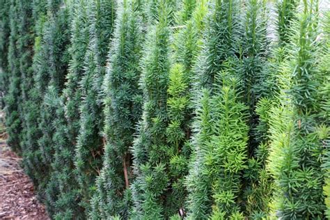 Gelbe Schmale Säuleneibe Taxus baccata Pflege von A Z Hausgarten net