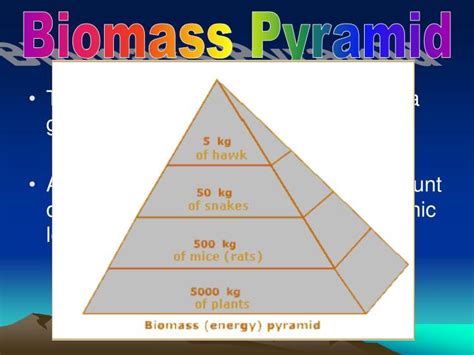 Ppt Chapter The Biosphere Powerpoint Presentation Id