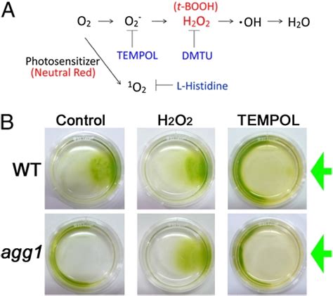 Reduction Oxidation Poise Regulates The Sign Of Phototaxis In