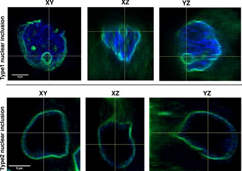 Three Dimensional 3d Reconstruction Of Immunofluorescence Labelled Download Scientific