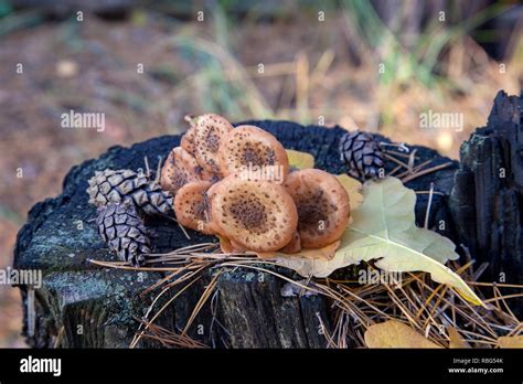 Harvest Of Edible Mushrooms Honey Agarics Known As Armillaria Mellea On