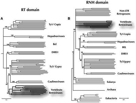 Comparison Of Rt And Rnh Phylogenies Of The Ltr Retrotransposons Malik