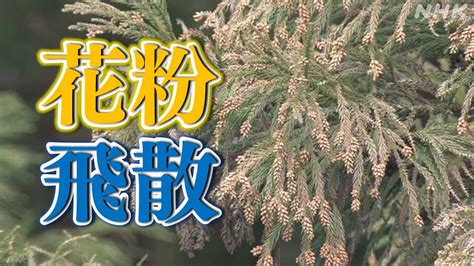 花粉情報2024 ことしは飛散量が急増する日も ピークも早まる可能性が！今後の予測は？ Nhk