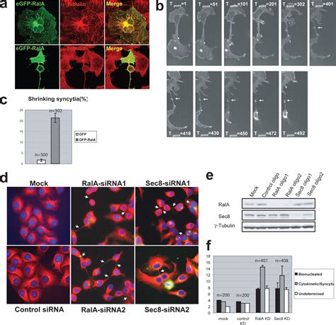 RalA Exocyst Dependent Recycling Endosome Trafficking Is Required For