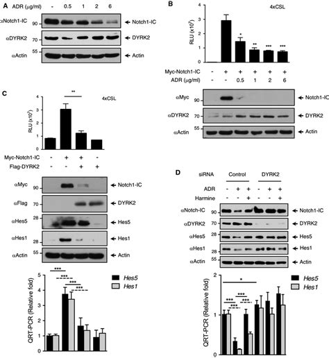 Genotoxic Stress Affects Notch1 IC Signalling Via DYRK2 A HEK 293T