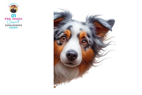 Australian Shepherd Peeking Clipart Png Graphic By Sagorarts · Creative