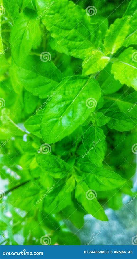 Green Leaves Of Tulsi Or Holy Basil Ocimum Tenuiflorum Plant Stock