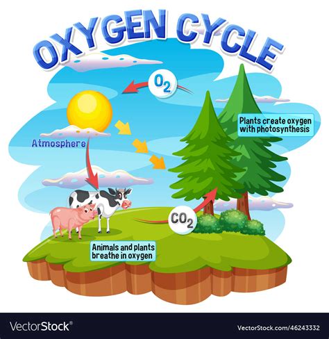 Oxygen cycle diagram for science education Vector Image