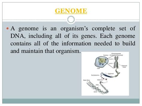 The structure & function of genes