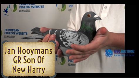 Gr Son Of New Harry From Jan Hooymans Racing Pigeon Bloodlines For Sale