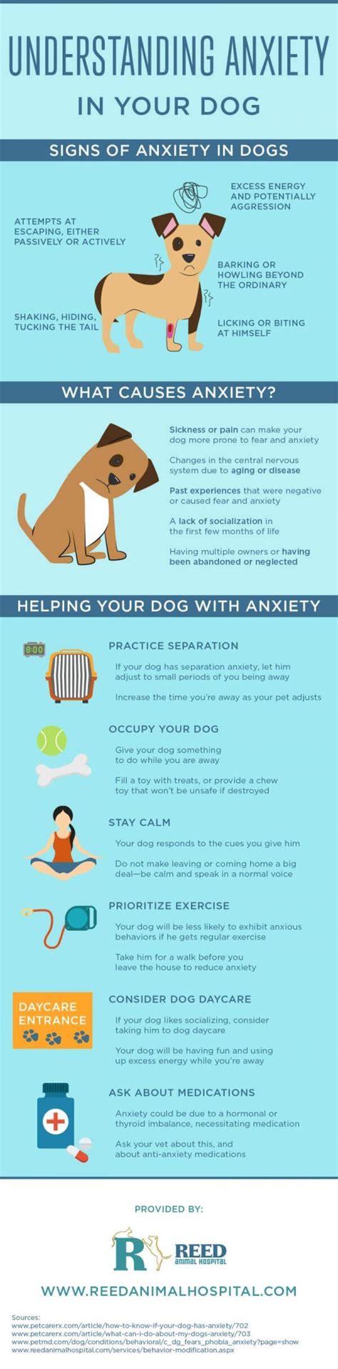 Dog Anxiety – Signs, Causes, Treatments & Anxiety Relief Reviews