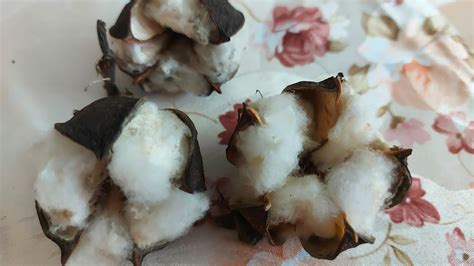 Хлопок из семян. Как растёт вата. Все в одном видео - YouTube