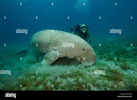 Dugong Fotos Und Bildmaterial In Hoher Aufl Sung Seite Alamy