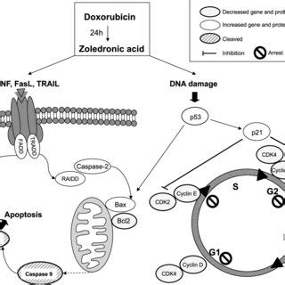 Proposed Mechanism Of Antitumor Effects Of Doxorubicin And Zoledronic