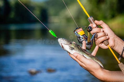 Hombre Sosteniendo Un Pez Trucha Pesca Mano Del Pescador Sujetando La