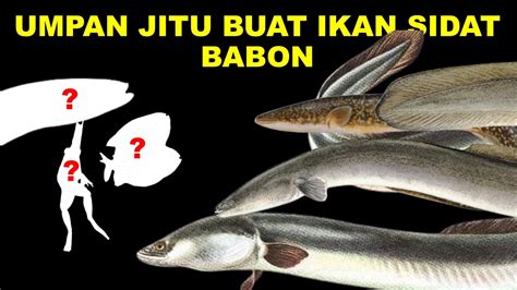 UMPAN PALING JITU BUAT MANCING TAJUR IKAN SIDAT PADA MALAM HARI YouTube