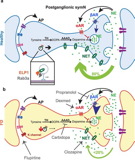 Model In Healthy Postganglionic Sympathetic Neurons Symns A