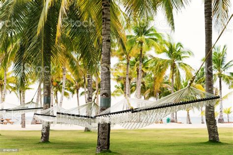 Hammocks Under Palm Trees Stock Photo Download Image Now